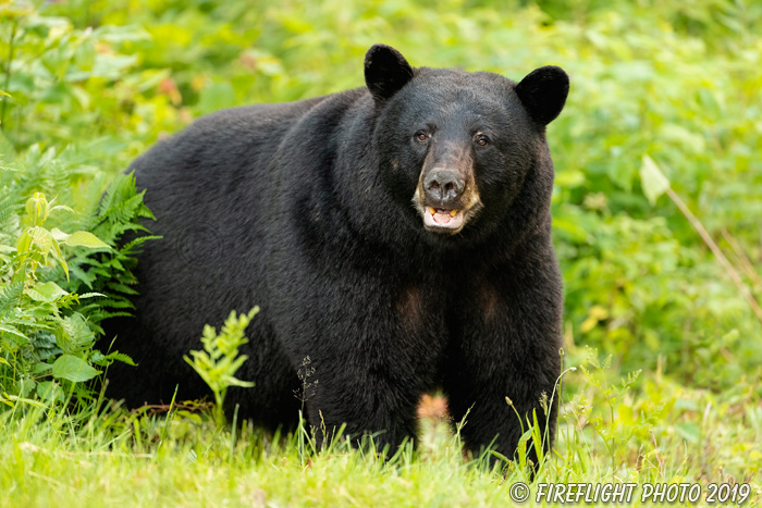 wildlife;bear;bears;black bear;Ursus americanus;North NH;NH;Field;D5