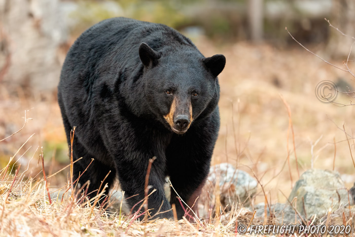 wildlife;bear;bears;black bear;Ursus americanus;North NH;NH;April;Rocks;D5