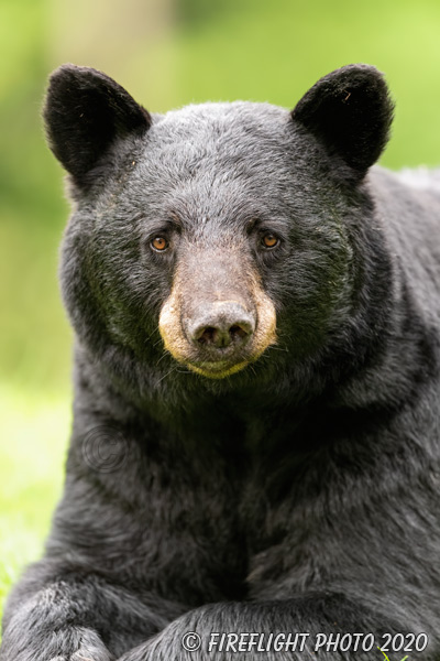 wildlife;bear;bears;black bear;Ursus americanus;North NH;NH;Snow;D5