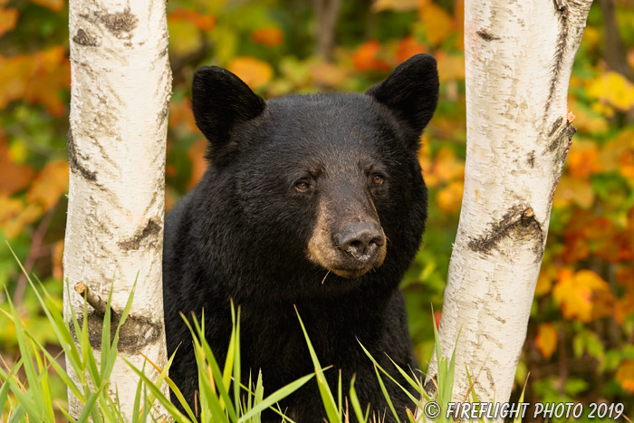 wildlife;bear;bears;black bear;Ursus americanus;North NH;NH;foliage;birch trees;D5