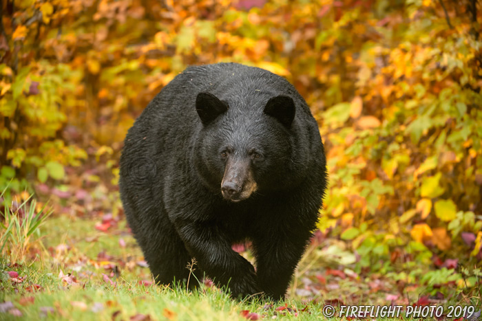 wildlife;bear;bears;black bear;Ursus americanus;North NH;NH;foliage;orange;D5