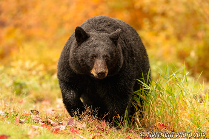 wildlife;bear;bears;black bear;Ursus americanus;North NH;NH;foliage;orange;D5