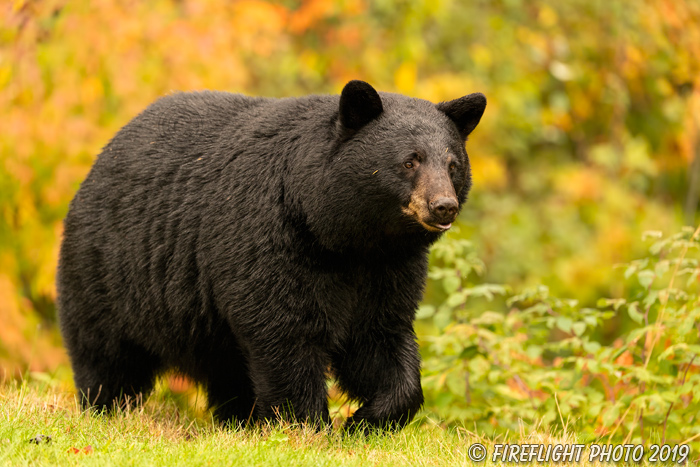 wildlife;bear;bears;black bear;Ursus americanus;North NH;NH;foliage;orange;D5