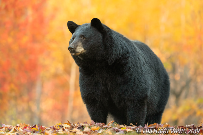 wildlife;bear;bears;black bear;Ursus americanus;North NH;NH;foliage;orange;D5