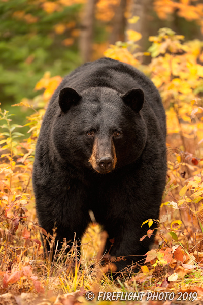 wildlife;bear;bears;black bear;Ursus americanus;North NH;NH;Foliage;D5