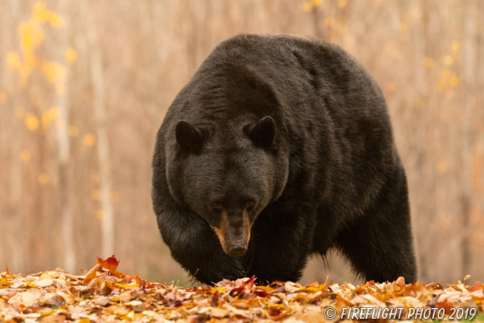 wildlife;bear;bears;black bear;Ursus americanus;North NH;NH;Foliage;D5