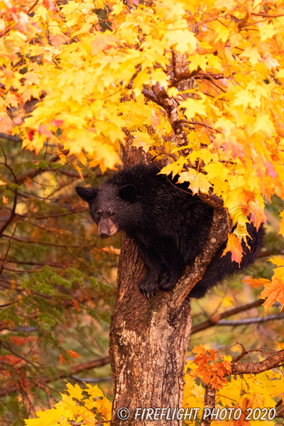 wildlife;bear;bears;black bear;Ursus americanus;North NH;NH;maple;foliage;orange;D5