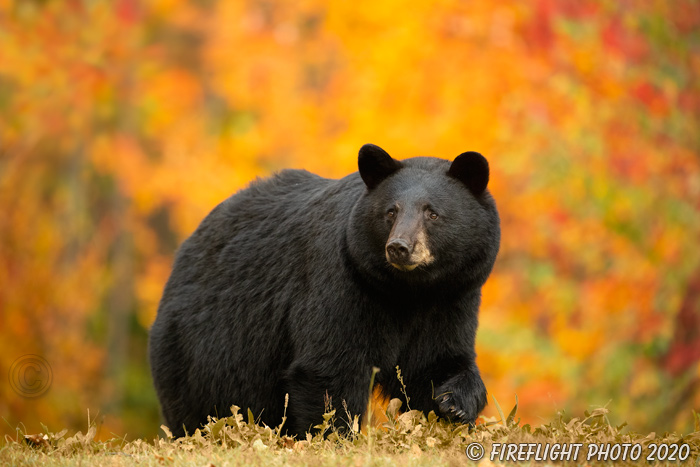 wildlife;bear;bears;black bear;Ursus americanus;North NH;NH;foliage;orange;D5