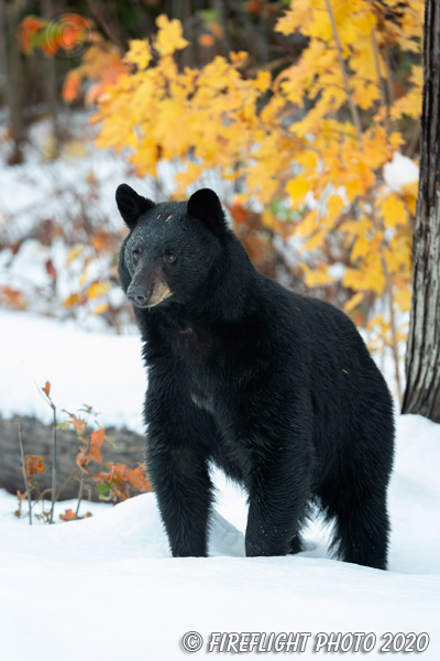 wildlife;bear;bears;black bear;Ursus americanus;North NH;NH;foliage;snow;D5