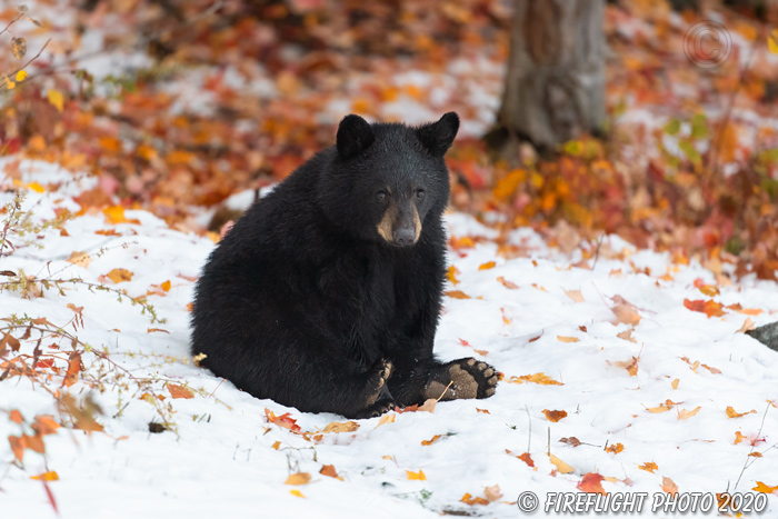 wildlife;bear;bears;black bear;Ursus americanus;North NH;NH;foliage;snow;leaves;D5