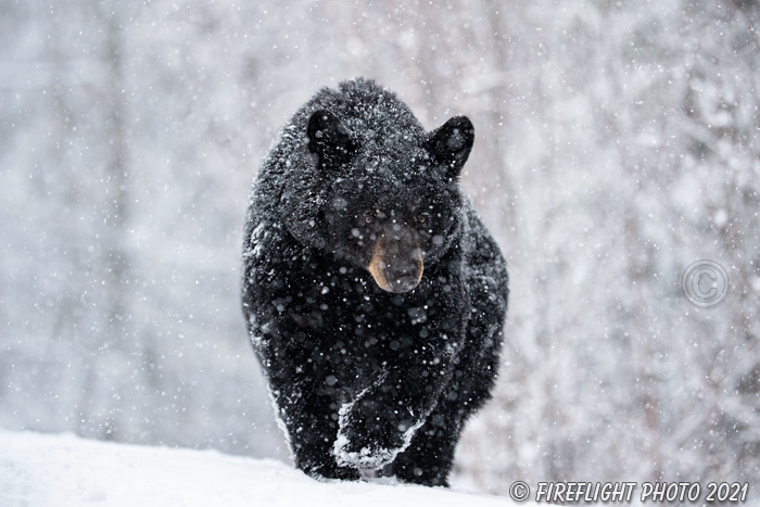 wildlife;bear;bears;black bear;Ursus americanus;North NH;NH;Snow;D5