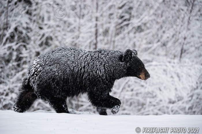 wildlife;bear;bears;black bear;Ursus americanus;North NH;NH;Snow;D5