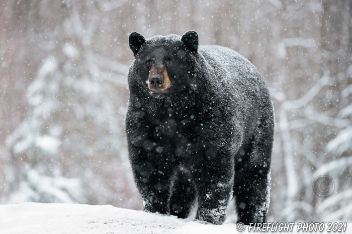 wildlife;bear;bears;black bear;Ursus americanus;North NH;NH;Snow;D5