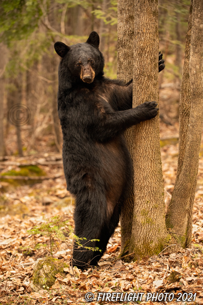 wildlife;bear;bears;black bear;Ursus americanus;North NH;NH;Tree;Standing;Hugging;D5