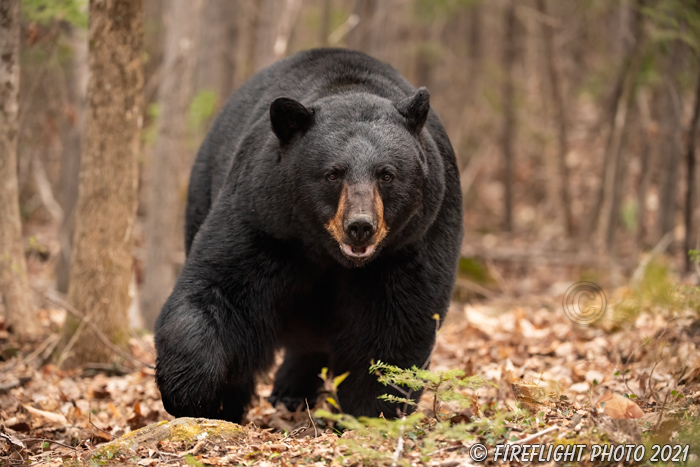 wildlife;bear;bears;black bear;Ursus americanus;North NH;NH;woods;forest;approach;male;D5