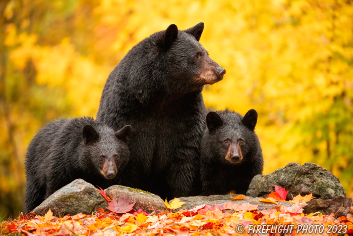 wildlife;bear;bears;black bear;Ursus americanus;Cub;Cubs;Fall;Foliage;North NH;NH;Z9
