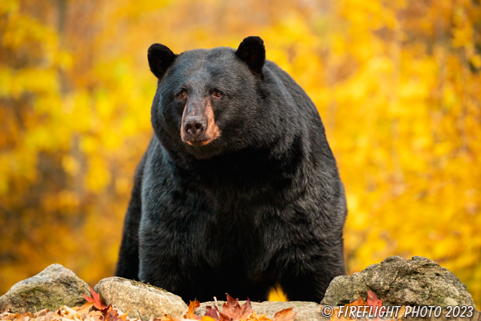 wildlife;bear;bears;black bear;Ursus americanus;male;big;Fall;Foliage;North NH;NH;Z9