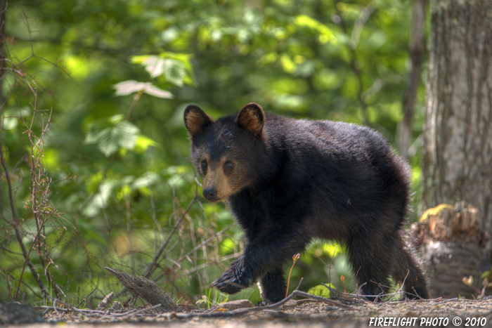 wildlife;bear;bears;black bear;Ursus americanus;Cub;Cannon Mountain;Franconia;NH;D3X