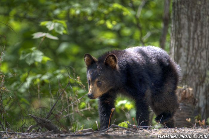 wildlife;bear;bears;black bear;Ursus americanus;Cub;Cannon Mountain;Franconia;NH;D3X