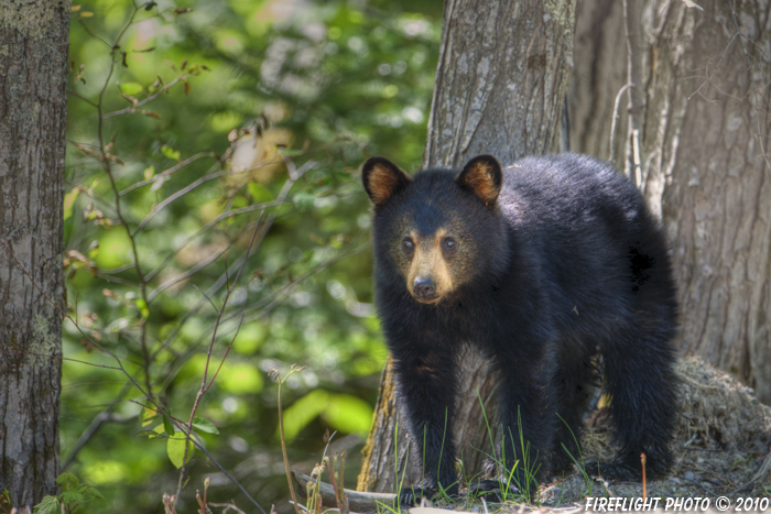 wildlife;bear;bears;black bear;Ursus americanus;Cub;Cannon Mountain;Franconia;NH;D3X