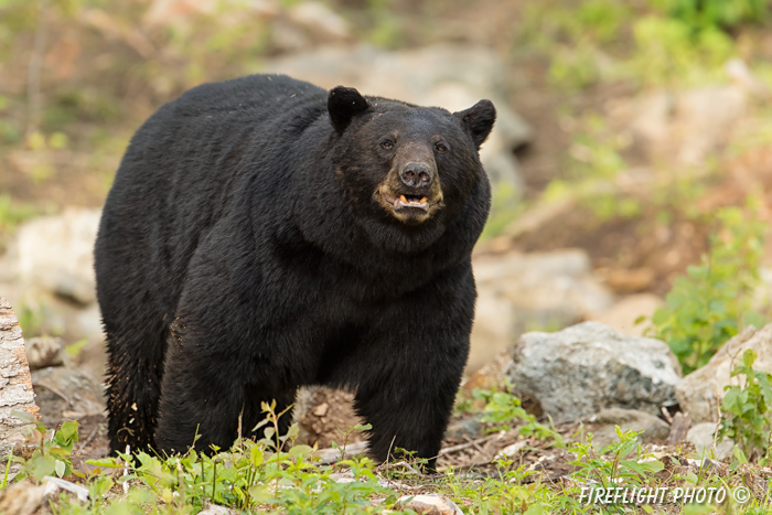 wildlife;bear;bears;black bear;Ursus americanus;Sugar Hill;NH;boar;rocks;D4s;600mm