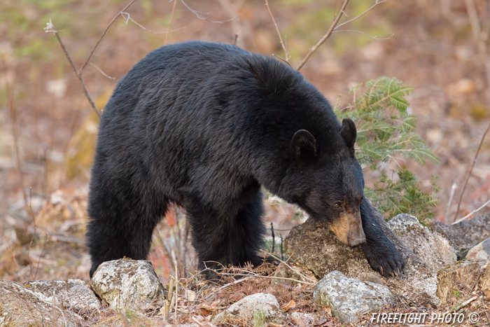 wildlife;bear;bears;black bear;Ursus americanus;Sugar Hill;NH;rocks;brush;D4s;800mm