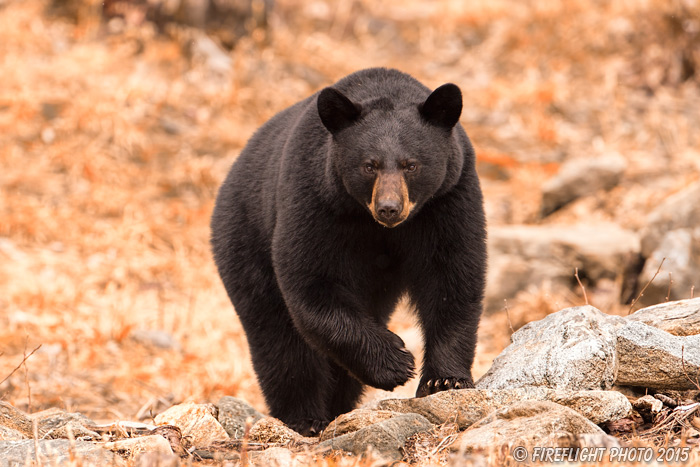 wildlife;bear;bears;black bear;Ursus americanus;Sugar Hill;NH;rocks;D4s
