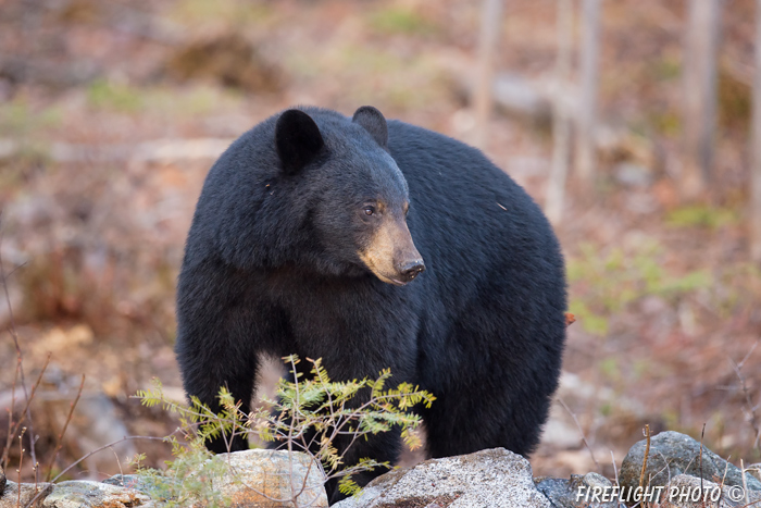 wildlife;bear;bears;black bear;Ursus americanus;Sugar Hill;NH;rocks;brush;D4s;800mm