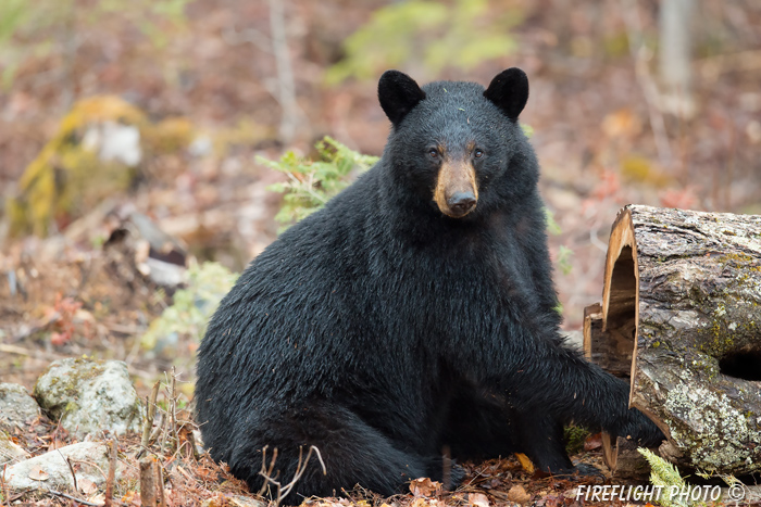 wildlife;bear;bears;black bear;Ursus americanus;Sugar Hill;NH;stump;wet;D4s;800mm