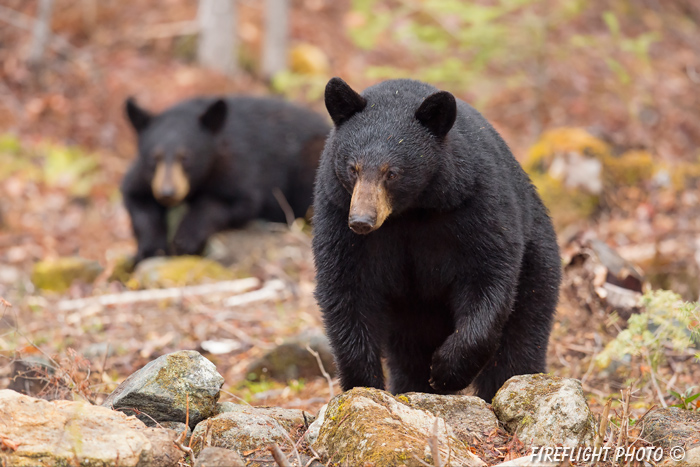 wildlife;bear;bears;black bear;Ursus americanus;Sugar Hill;NH;rocks;cub;D4s;800mm