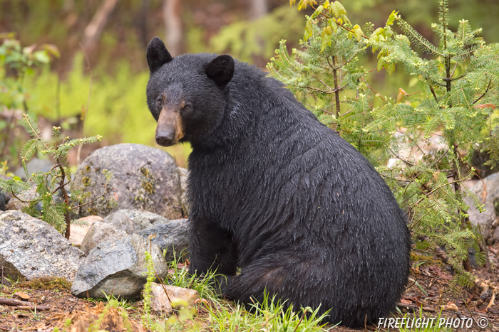 wildlife;bear;bears;black bear;Ursus americanus;Sugar Hill;NH;stump;wet;D4s;800mm