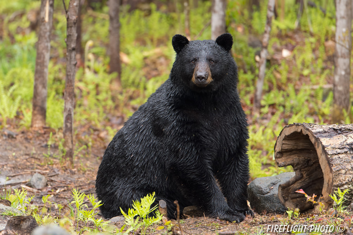 wildlife;bear;bears;black bear;Ursus americanus;Sugar Hill;NH;stump;wet;D4s;600mm