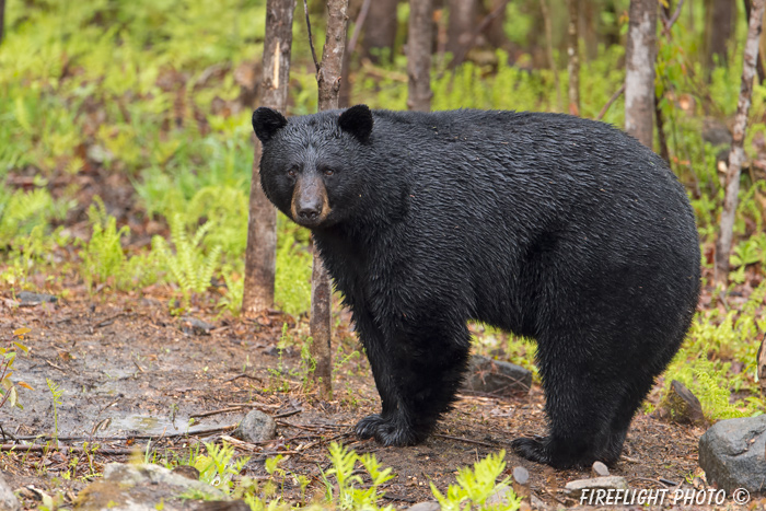 wildlife;bear;bears;black bear;Ursus americanus;Sugar Hill;NH;stump;wet;D4s;600mm