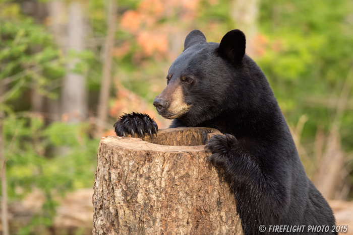 wildlife;bear;bears;black bear;Ursus americanus;Sugar Hill;NH;hollow tree;D4s