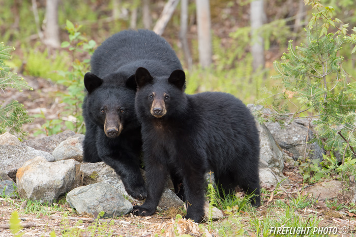 wildlife;bear;bears;black bear;Ursus americanus;Sugar Hill;NH;cub;rocks;D4s;600mm