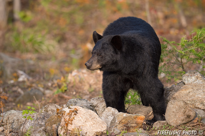 wildlife;bear;bears;black bear;Ursus americanus;Sugar Hill;NH;stump;wet;D4s;800mm