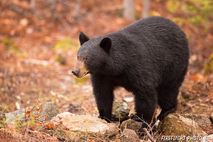 wildlife;bear;bears;black bear;Ursus americanus;Sugar Hill;NH;stump;wet;D4s;800mm