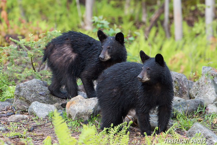 wildlife;bear;bears;black bear;Ursus americanus;Sugar Hill;NH;cub;wet;D4s;600mm