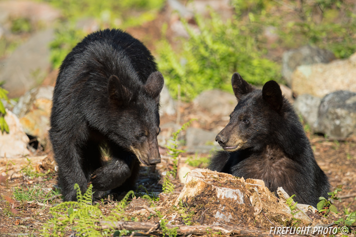 wildlife;bear;bears;black bear;Ursus americanus;Sugar Hill;NH;cub;stump;D4s;600mm