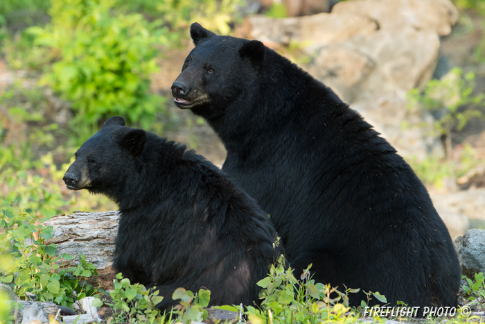 wildlife;bear;bears;black bear;Ursus americanus;Sugar Hill;NH;couple;love;D4s;600mm