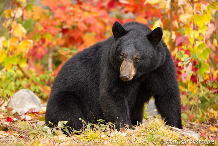 wildlife;bear;bears;black bear;Ursus americanus;Sugar Hill;NH;Cub;foliage;D4s