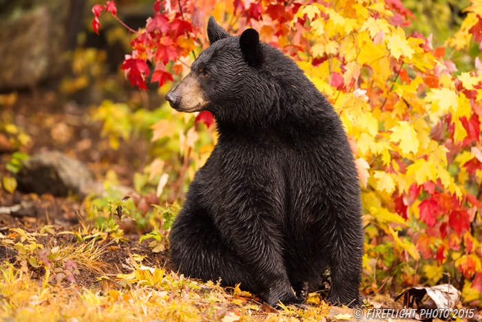 wildlife;bear;bears;black bear;Ursus americanus;Sugar Hill;NH;female;foliage;D4s;600mm