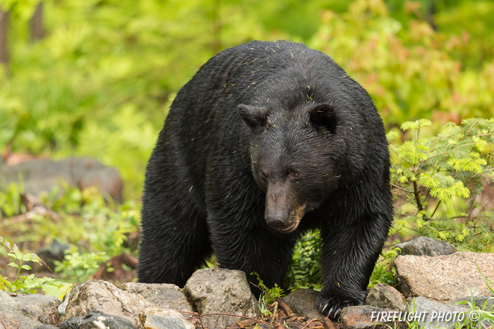 wildlife;bear;bears;black bear;Ursus americanus;Sugar Hill;NH;rocks;wet;D4s;800mm