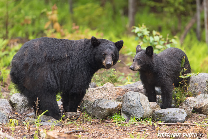 wildlife;bear;bears;black bear;Ursus americanus;Sugar Hill;NH;rocks;wet;D4s;600mm