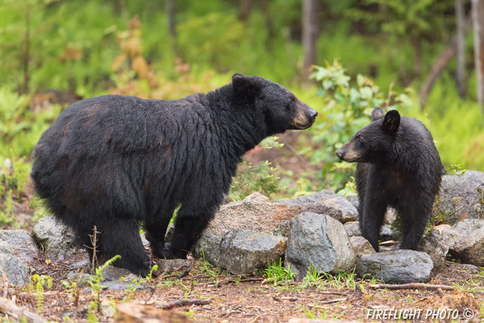 wildlife;bear;bears;black bear;Ursus americanus;Sugar Hill;NH;rocks;wet;D4s;600mm