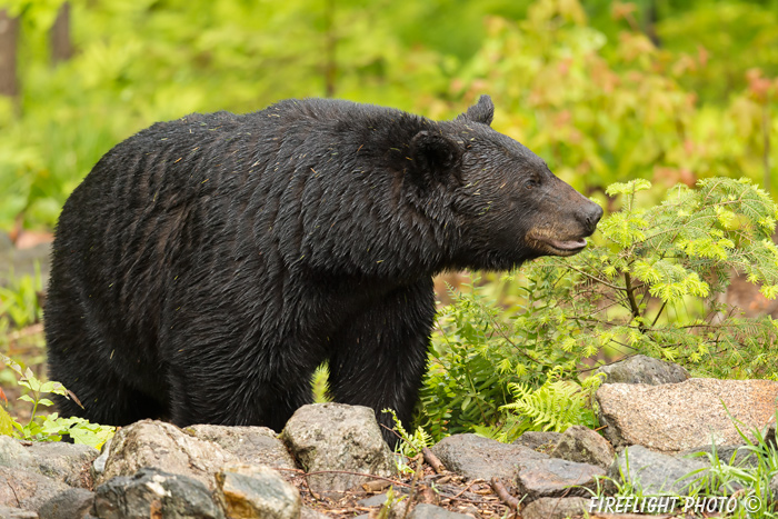 wildlife;bear;bears;black bear;Ursus americanus;Sugar Hill;NH;rocks;wet;D4s;800mm