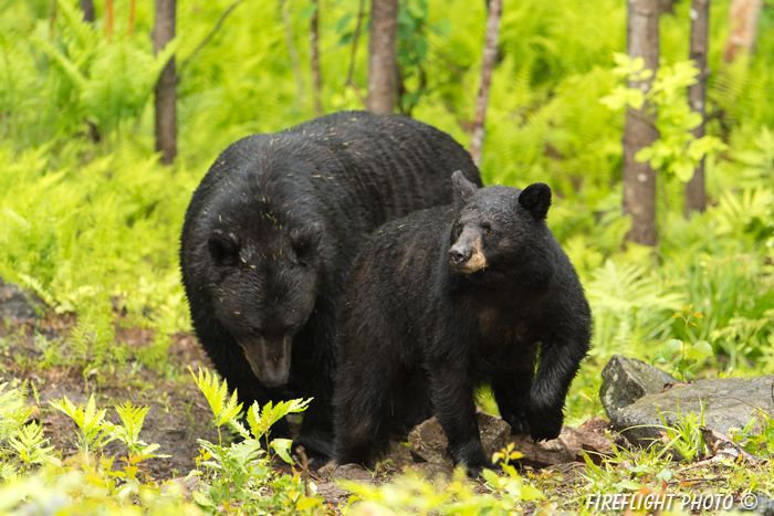 wildlife;bear;bears;black bear;Ursus americanus;Sugar Hill;NH;male;sow;D4s;600mm