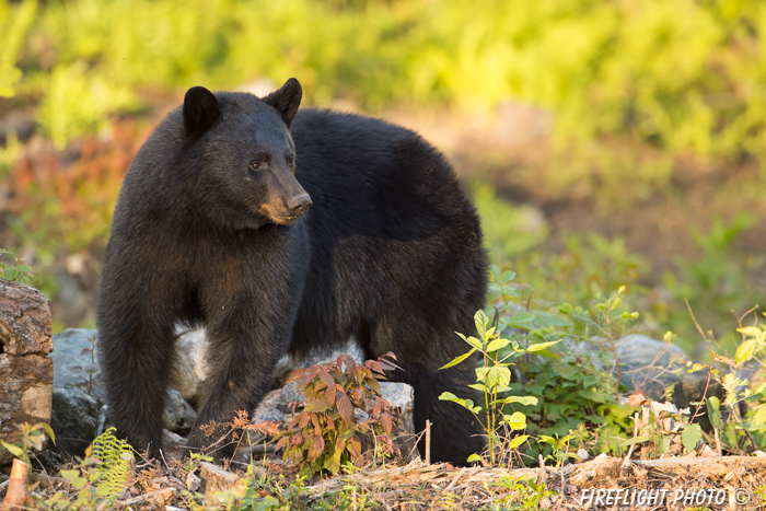 wildlife;bear;bears;black bear;Ursus americanus;Sugar Hill;NH;sunset;rocks;D4s;600mm