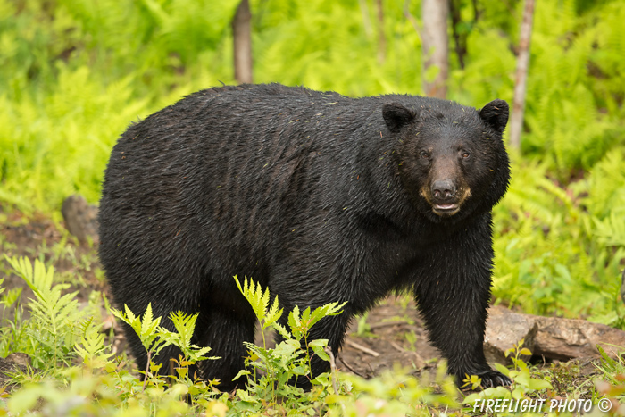 wildlife;bear;bears;black bear;Ursus americanus;Sugar Hill;NH;male;rocks;D4s;800mm