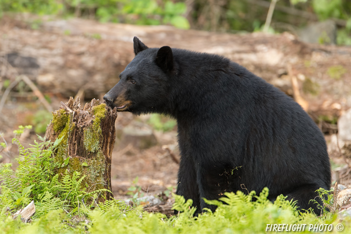 wildlife;bear;bears;black bear;Ursus americanus;Sugar Hill;NH;stump;D4s;600mm
